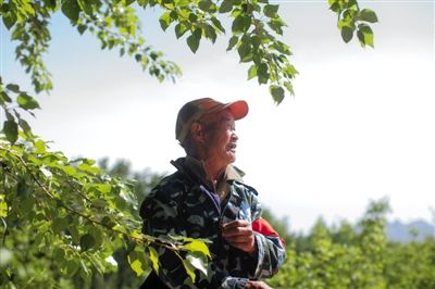5月13日,密云县曹家路村,68岁的生态林管护员李洪明正在巡山。新京报记者 周岗峰 摄 5月13日,密云县曹家路村,68岁的生态林管护员李洪明正在巡山。新京报记者 周岗峰 摄