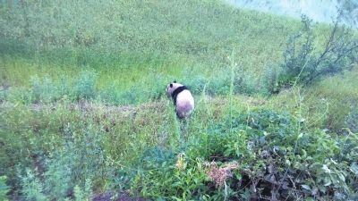 野生大熊猫罕见进村吃野草莓尝新麦子