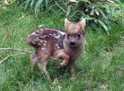 它属于世界上最小鹿种之一的南普度鹿(pudu),出生时往往只有15公分高