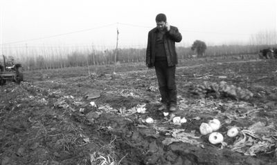 12月1日，韩红刚集中收地里剩下的红薯。地里散落着被哄抢后留下的破碎萝卜。本报记者 崔木杨 摄