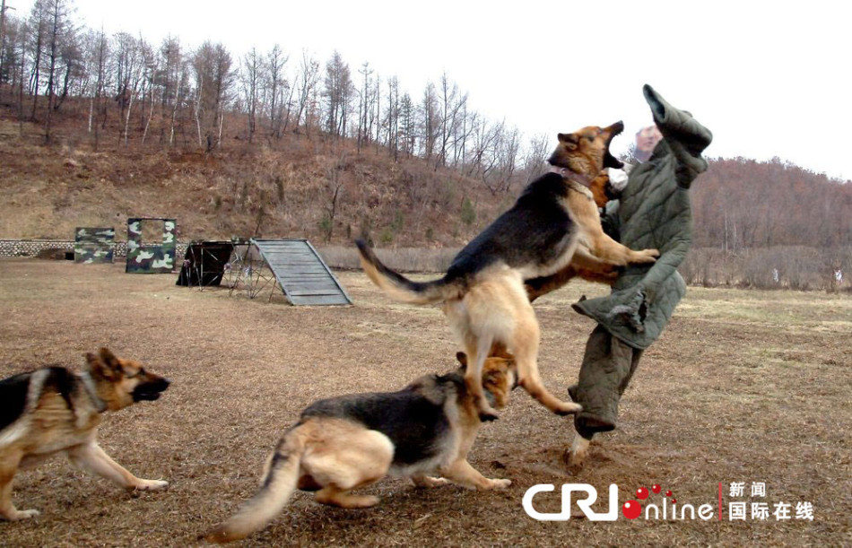 军犬训练撕咬韩国防部长