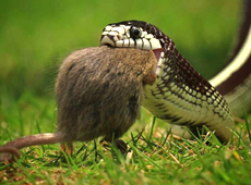 �ȴ��������ض����������