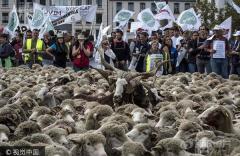 全是羊！法国农民抗议政府护狼 带羊群占领街头