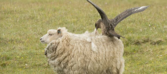 苏格兰贼鸥守幼鸟叼羊毛警告绵羊
