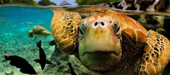 壮观摄影展绝美水下世界:从多彩珊瑚礁到淡定龟
