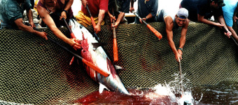 意大利西西里传统捕鱼盛典血染海面