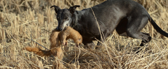 ���ɹ���Ȯ��ս�����ǣ����߱���������δ����