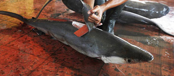 印尼商贩公开售鱼翅 鲨鱼惨遭屠宰触目惊心