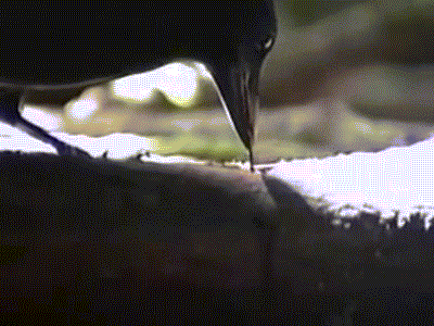 聪明新喀鸦制作工具捕食：带钩棍子勾出昆虫