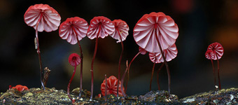 造型各异颜色绚丽的真菌：夜晚发光小蘑菇