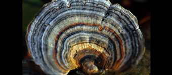 美妙绝伦的真菌摄影：撑开子实体释放孢子