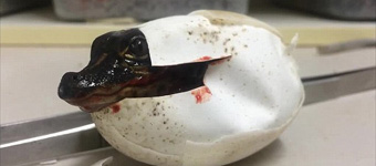 澳鳄鱼破壳出生：酷似《侏罗纪公园》走红