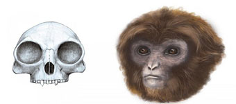 科学家发现1160万年前人科祖先化石：类似长臂猿