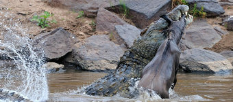 ���������Ŷ�˺ʳ����ʬ�岶ʳ����