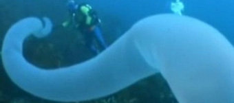 �ĺ����ֺ�����������ޣ���30���ƾ������