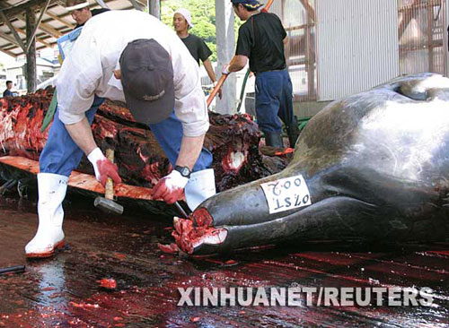 日本人为什么非要吃鲸鱼