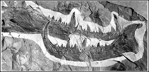 远古海蝎身长25米图