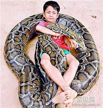 柬埔寨男孩与巨蟒同吃同睡6年