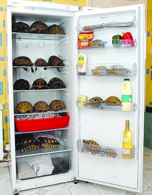 老人冰箱里养75只冬眠乌龟