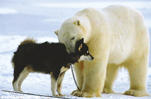 北极熊与狗相遇成朋友