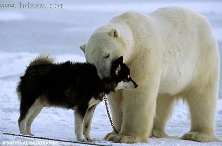 当狗遇上北极熊一见如故成朋友