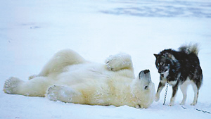 北极熊与狗相遇成朋友