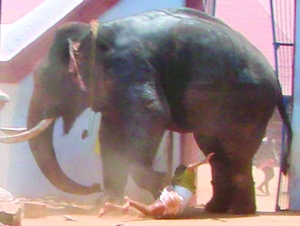 印度象突然发狂踢死3人