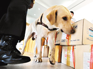 日本海关将毒品偷放入香港乘客行李训练缉毒犬