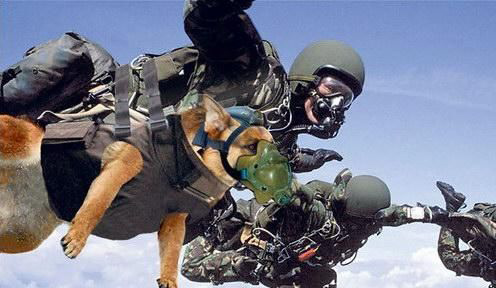英国特种兵携军犬从7600米高空伞降(图)