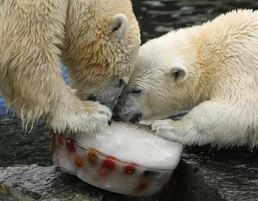 吃生日蛋糕的两只北极熊