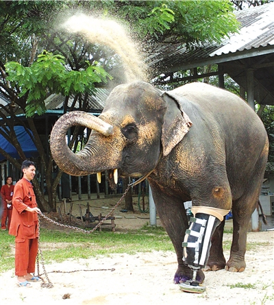 瘸大象装假肢