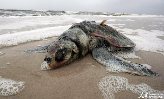 墨西哥湾漏油仅次海湾战争 控漏方法无一奏效