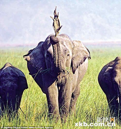 印度蜥蜴成大象的玩偶 遭虐待数天