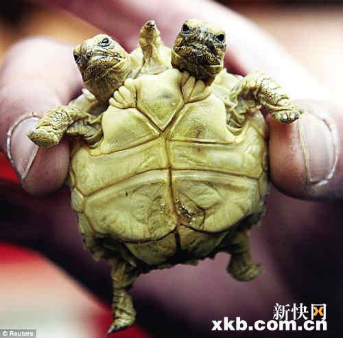 斯洛文尼亚发现五腿双头龟每个头都有名字