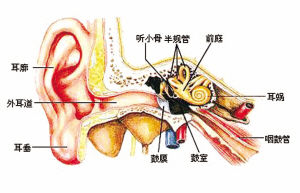 上半规管半规管示意图