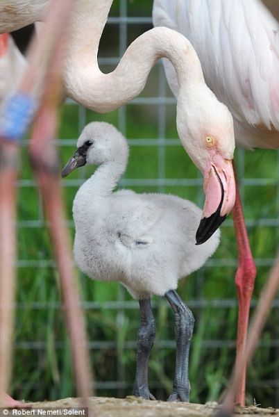 英国野生动物园妙用镜子助火烈鸟繁衍 近40年努力收获