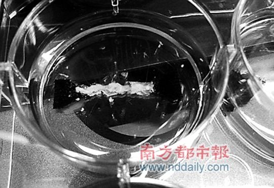 首个人造肉饼今秋问世