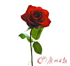 法国总统新欢出手整旧爱