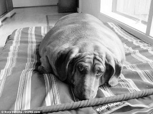 世界最胖腊肠犬要减肥