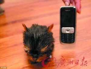 小狗3个月仅高6厘米