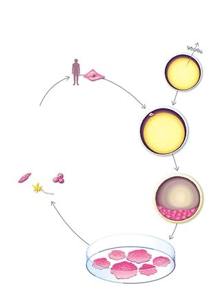 美科学家培育出人类胚胎干细胞 引发克隆人担忧