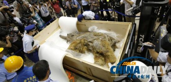 猛犸象标本将从7月13日展出到9月16日