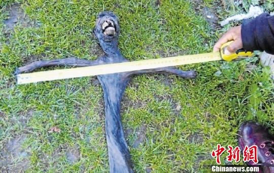 明生物遗体引发当地居民恐慌和各国网民关注,有人认为这是外星生命来
