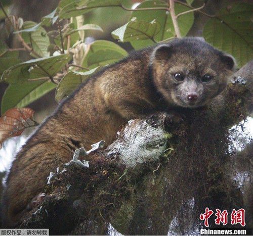 动物学家在南美洲发现新物种小尖吻浣熊