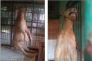 ӡ�ᶯ��԰ʨ�������ڱ����� Ŀǰʬ�����䲻��