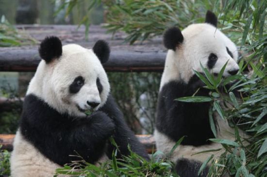 比利时将中国大熊猫安置南部地区引北部不满|