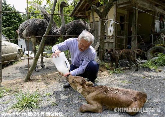 满!日本农民为照顾动物誓死坚守福岛核辐射区