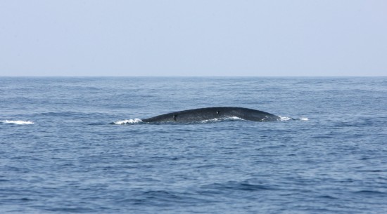 组图:斯里兰卡成为著名观鲸场所