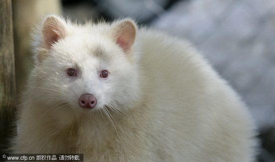 神农架与新疆都出现：五十万分之一概率的白化熊！究竟...