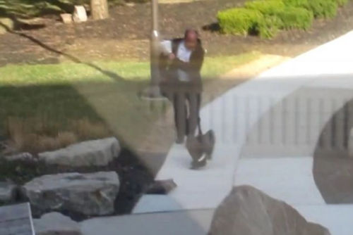 野鹅化身愤怒大鸟追打挡路男子并获胜(图)